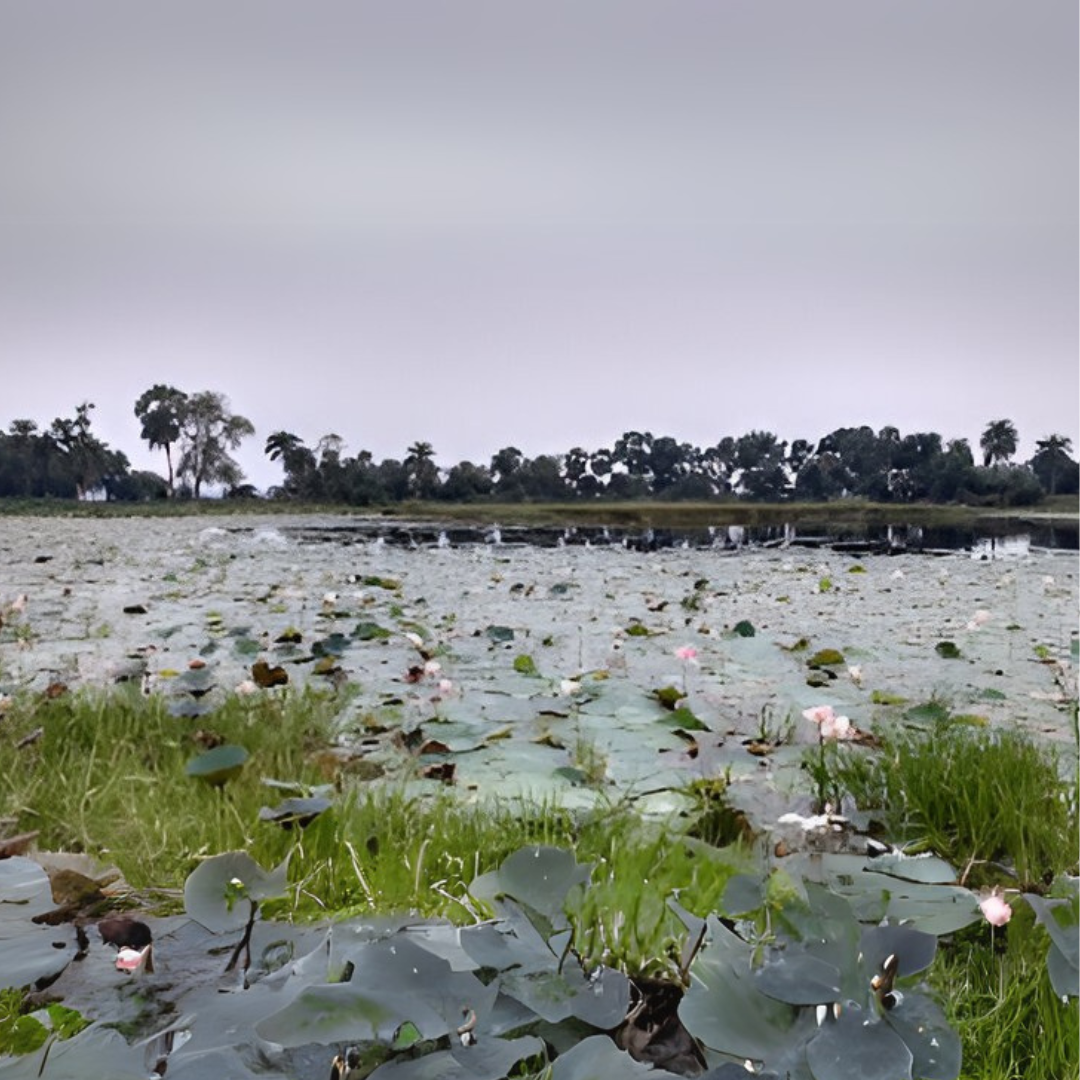 Dwariapur 1 (DBC)