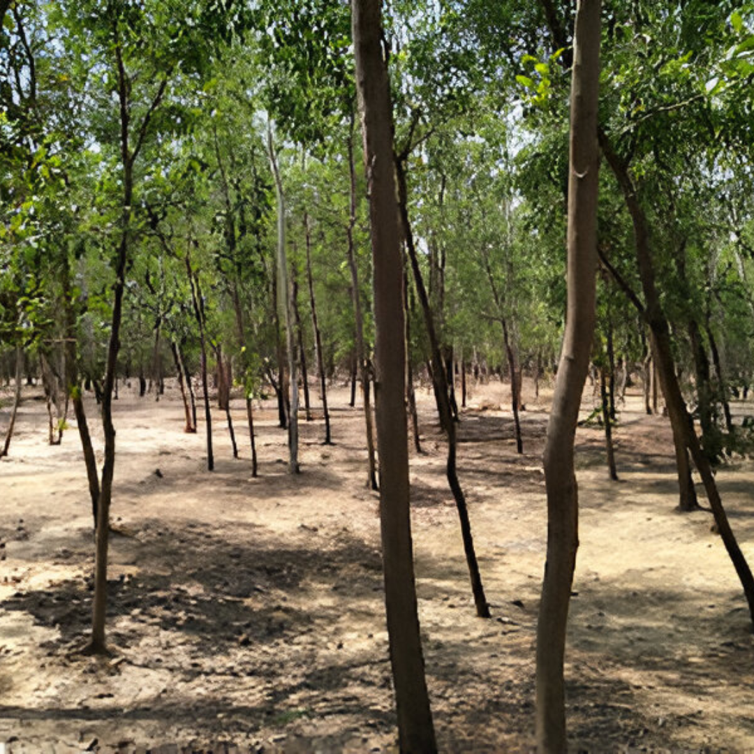 Dwariapur 3 (DBC)