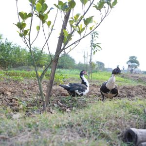 DSC03075